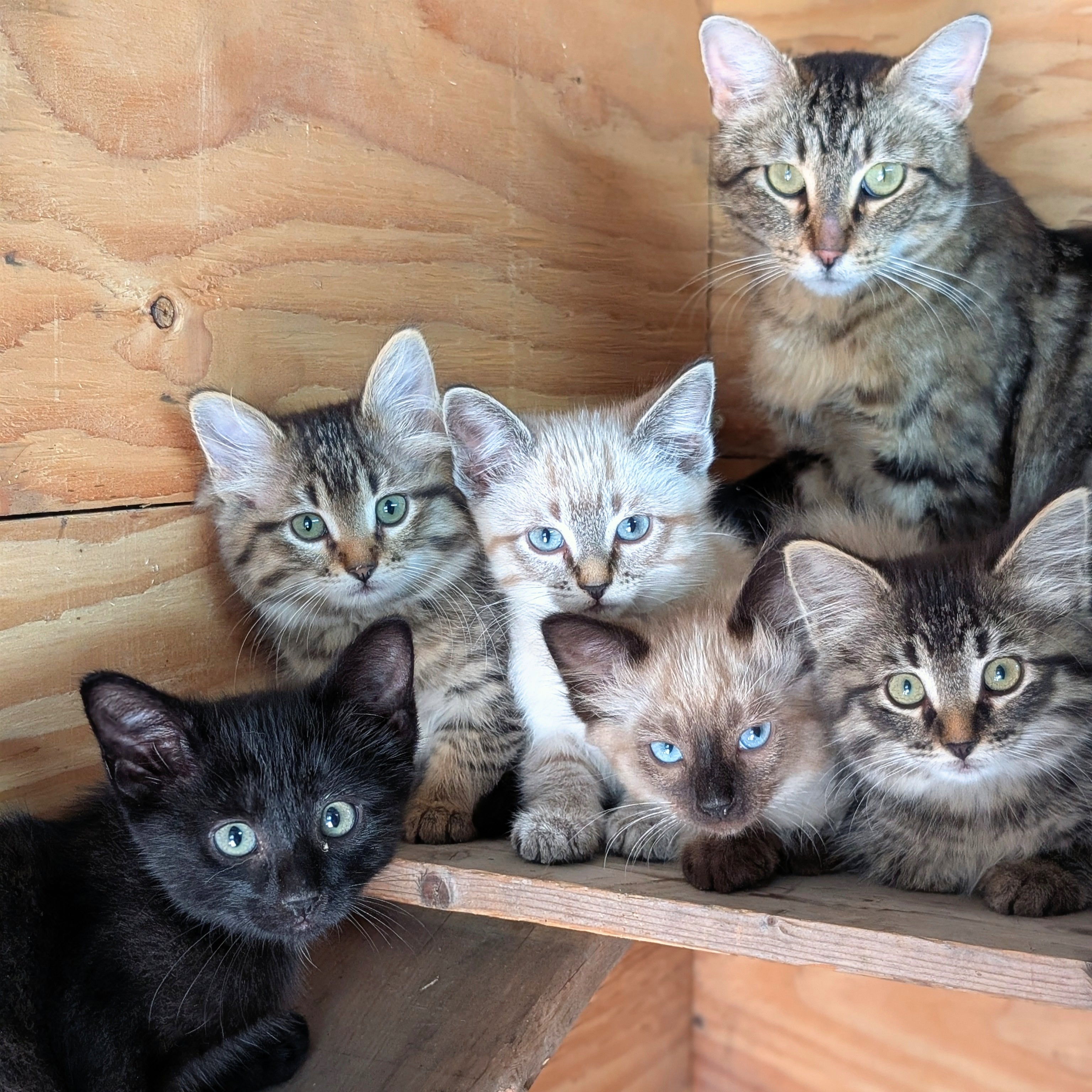 Kittens For Re-Homing