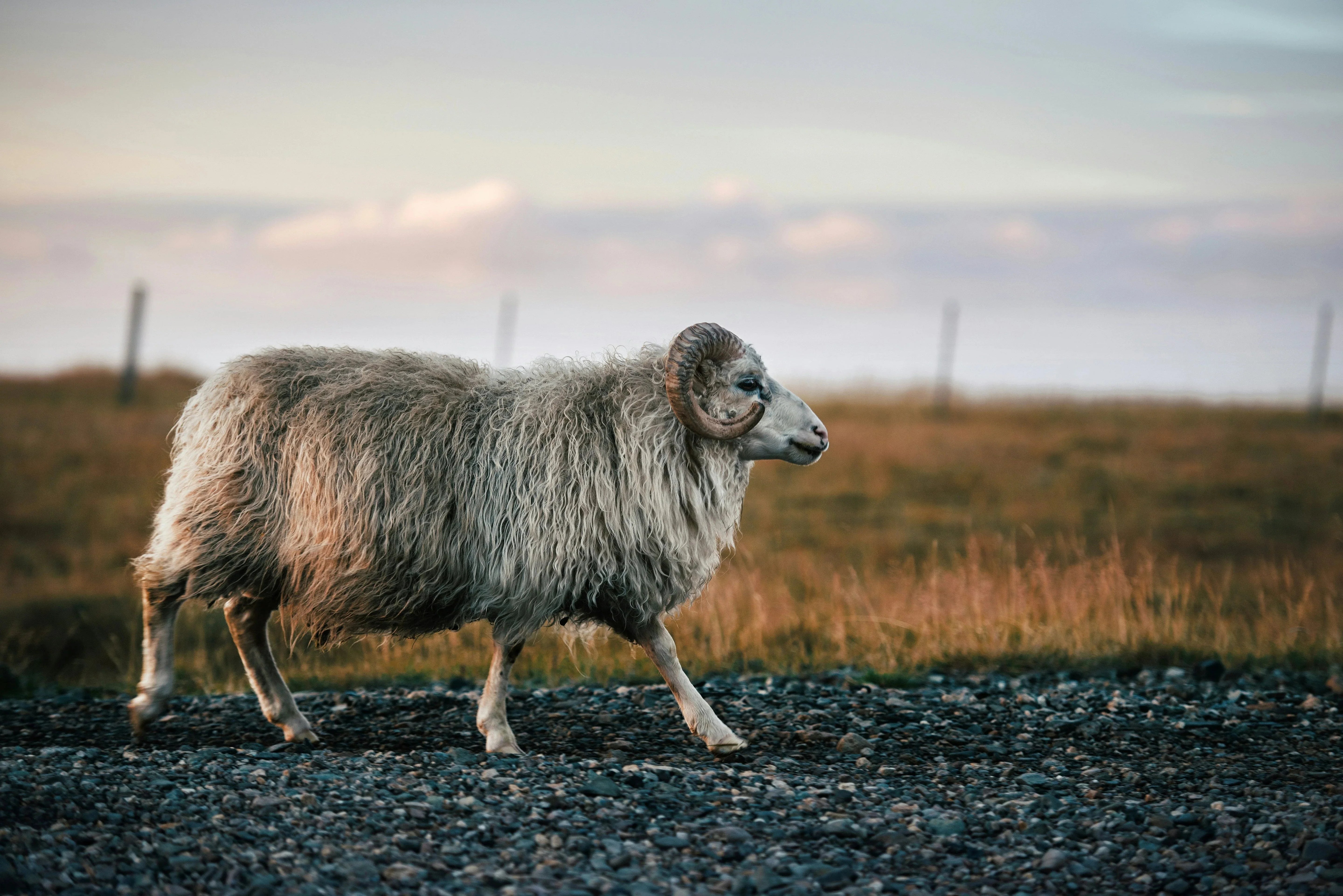 Angus Oliver Best Priced Sheepskin Collection