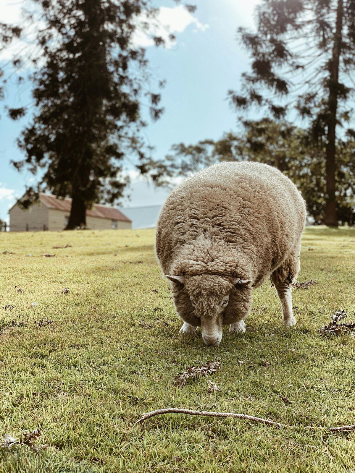 Merino Sheepskins