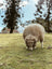 Merino Sheepskins