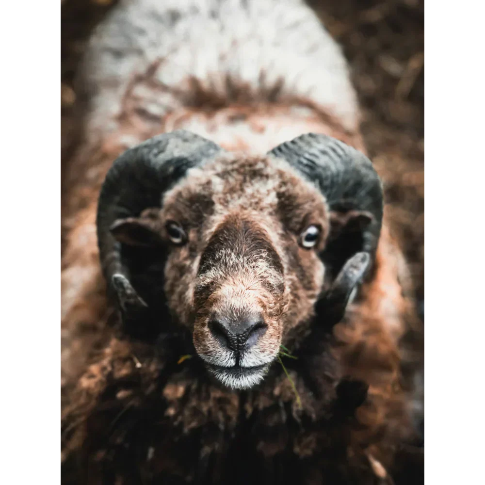 Perfect sheepskin rugs $130 and under