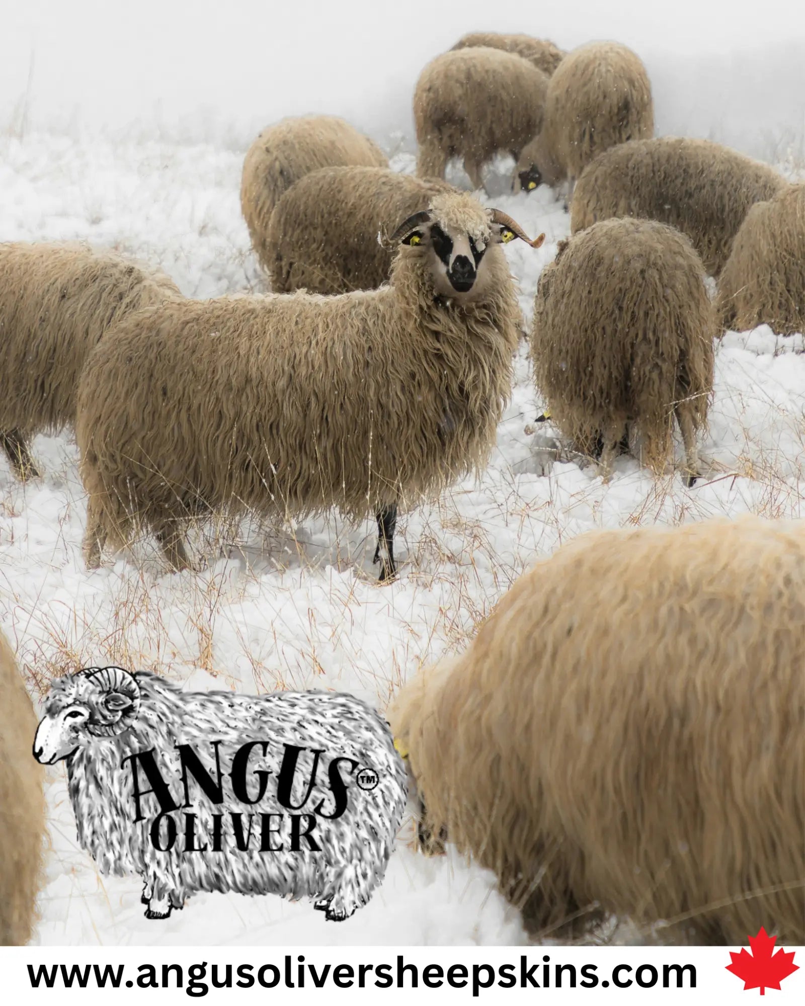 Pre-Order Arriving Soon