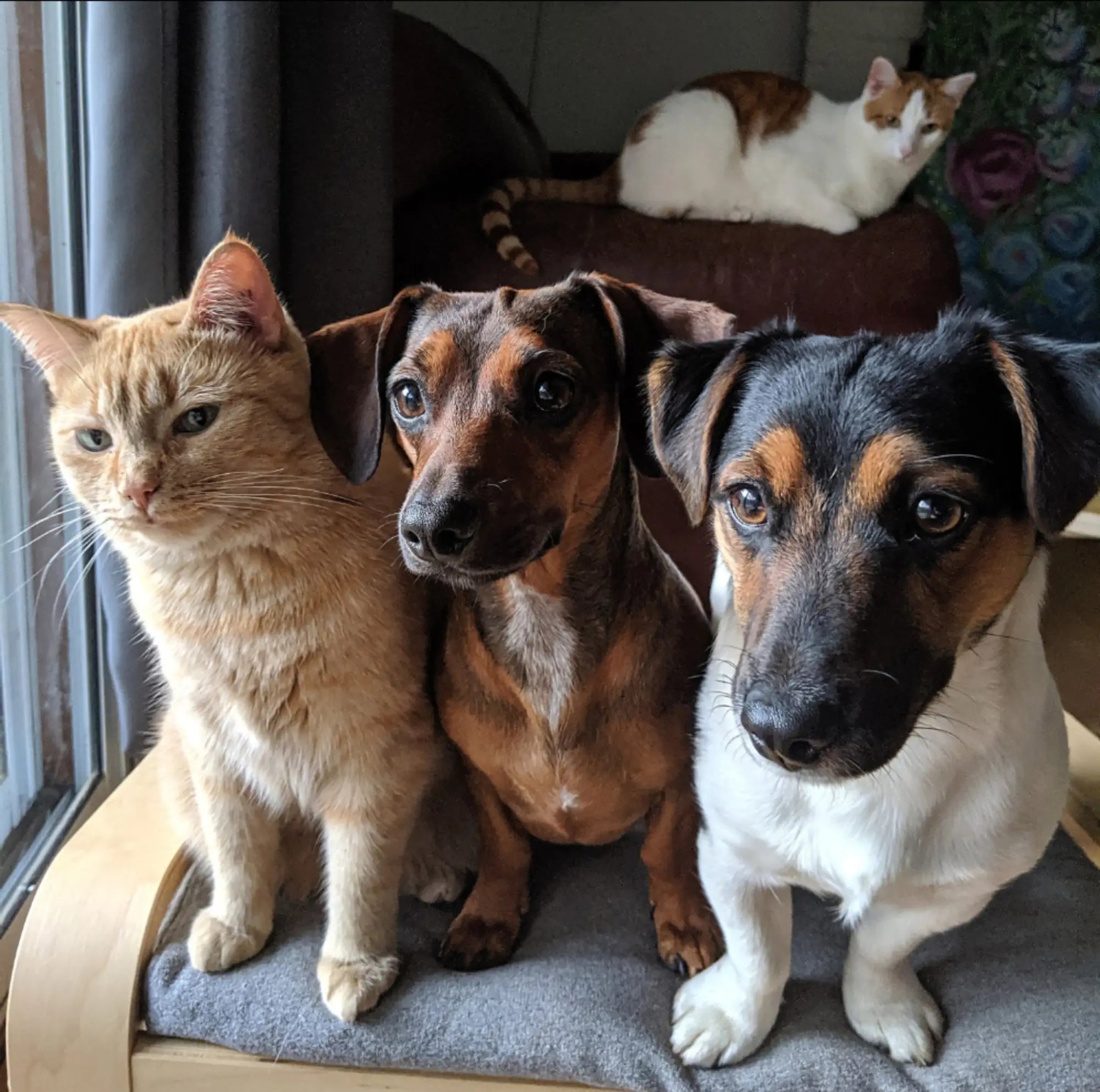 Sheepskin & Felt Pet Beds