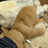 Cozy tan sheepskin mittens with fleece lining and thumb detail