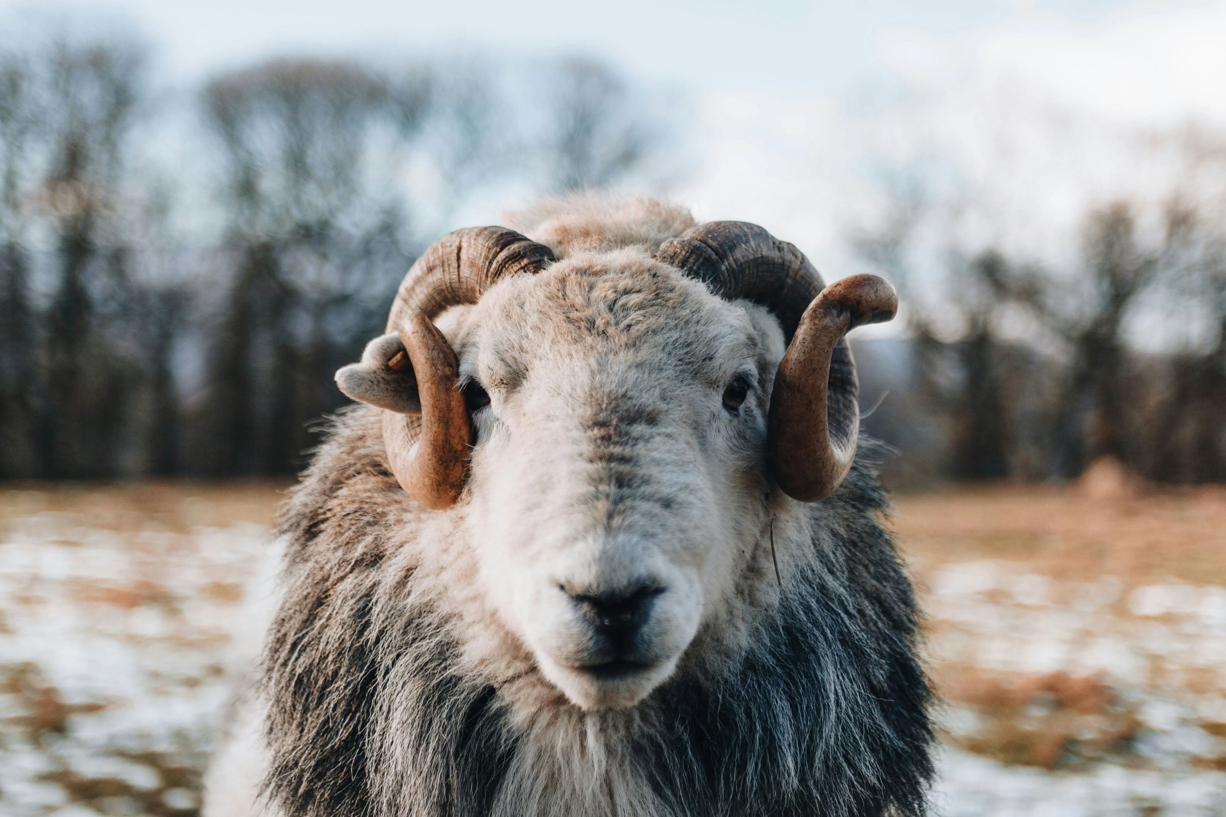 British Sheepskins