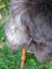 A plush dark gray british isles sheepskin coat with soft dense faux fur and subtle lighter patches