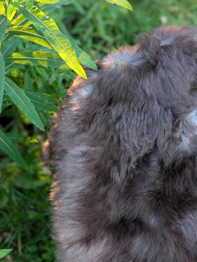 A fluffy dark gray british isles sheepskin with thick fur and a lighter patch on the back side of the product