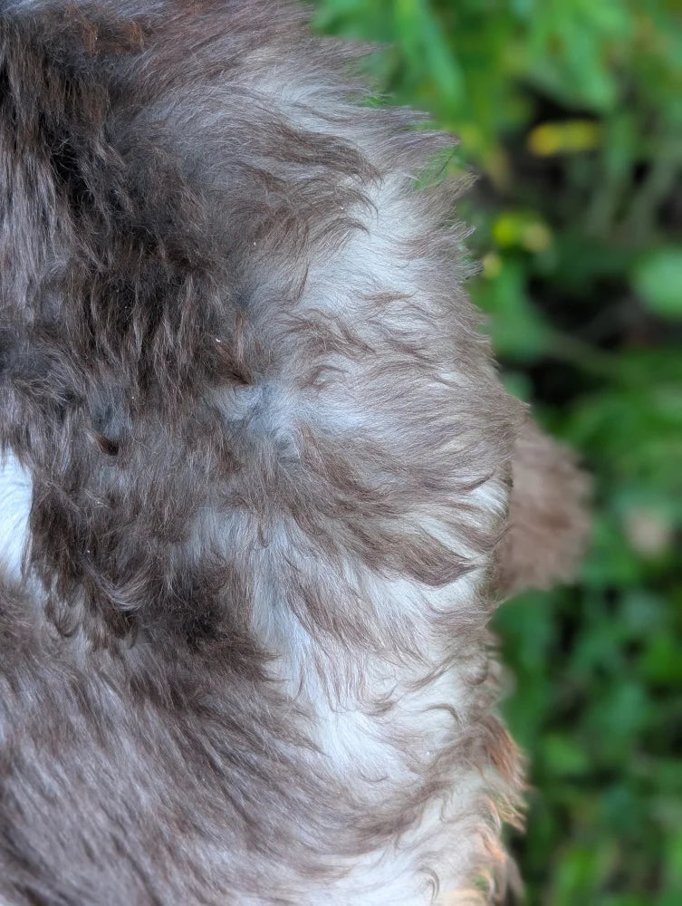 A british isles sheepskin with fluffy dark brown and white medium-length fur and a soft slightly matted texture