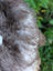 A british isles sheepskin with fluffy dark brown and white medium-length fur and a soft slightly matted texture