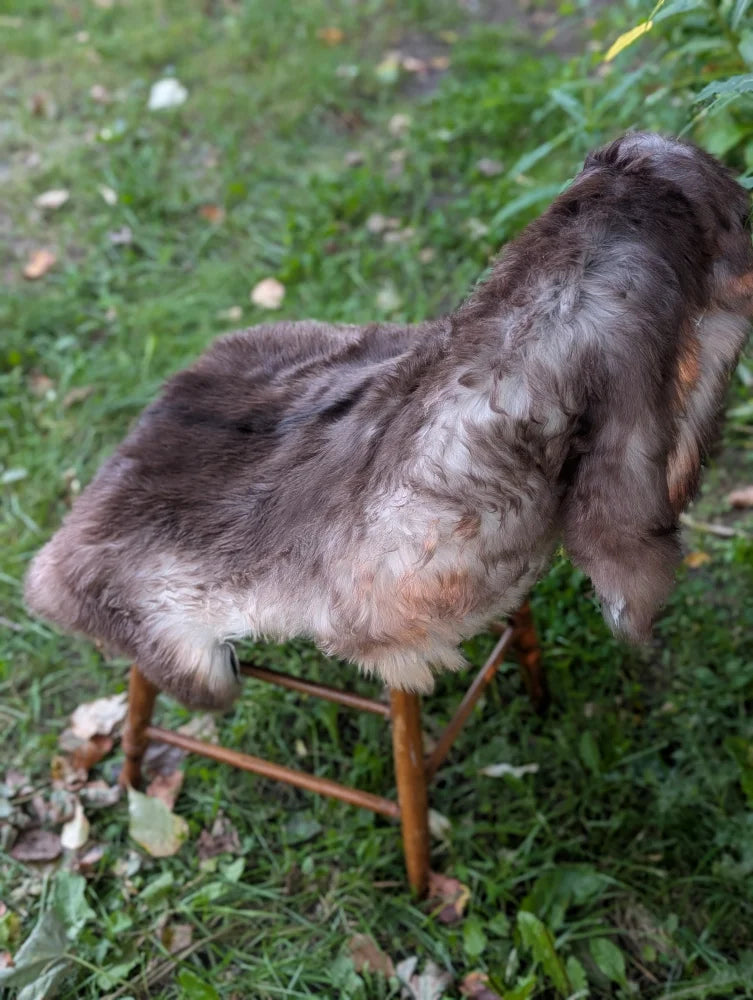 A fluffy long-haired dog with dark brown and white fur sitting on a wooden chair on a british isles sheepskin