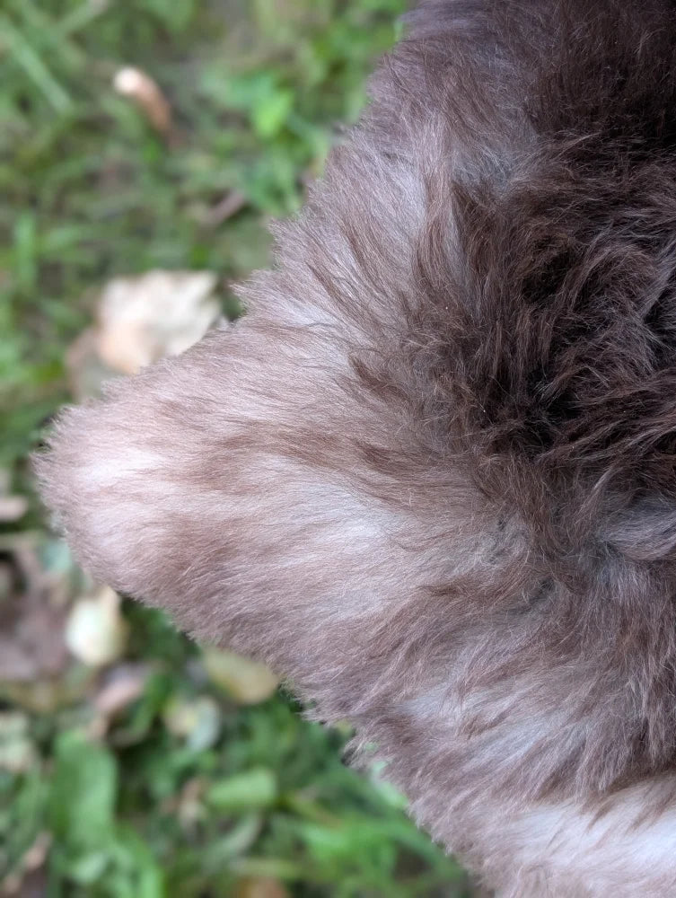 A fluffy dark gray and white fur-covered ear on the back side of a british isles sheepskin product