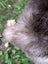 A fluffy dark gray and white fur-covered ear on the back side of a british isles sheepskin product