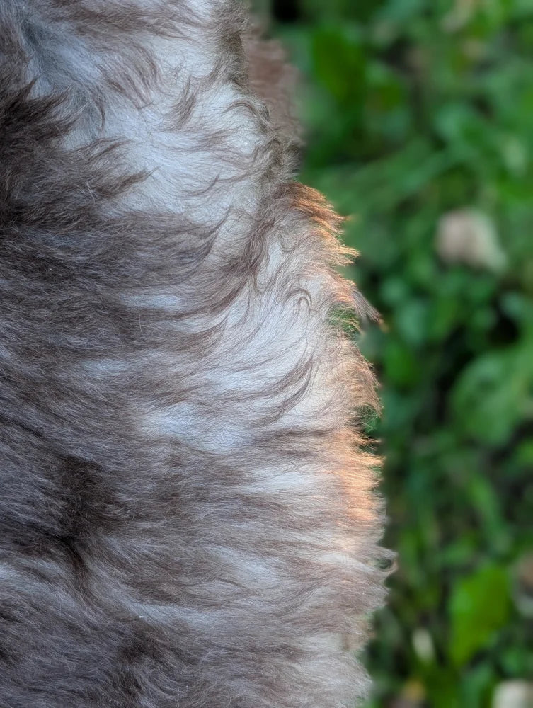 Soft wavy fluffy gray and white fur of british isles sheepskin showing cozy natural texture
