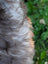 Soft wavy fluffy gray and white fur of british isles sheepskin showing cozy natural texture