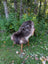 A plush british isles sheepskin rug in dark brown and gray fur draped over a wooden outdoor chair