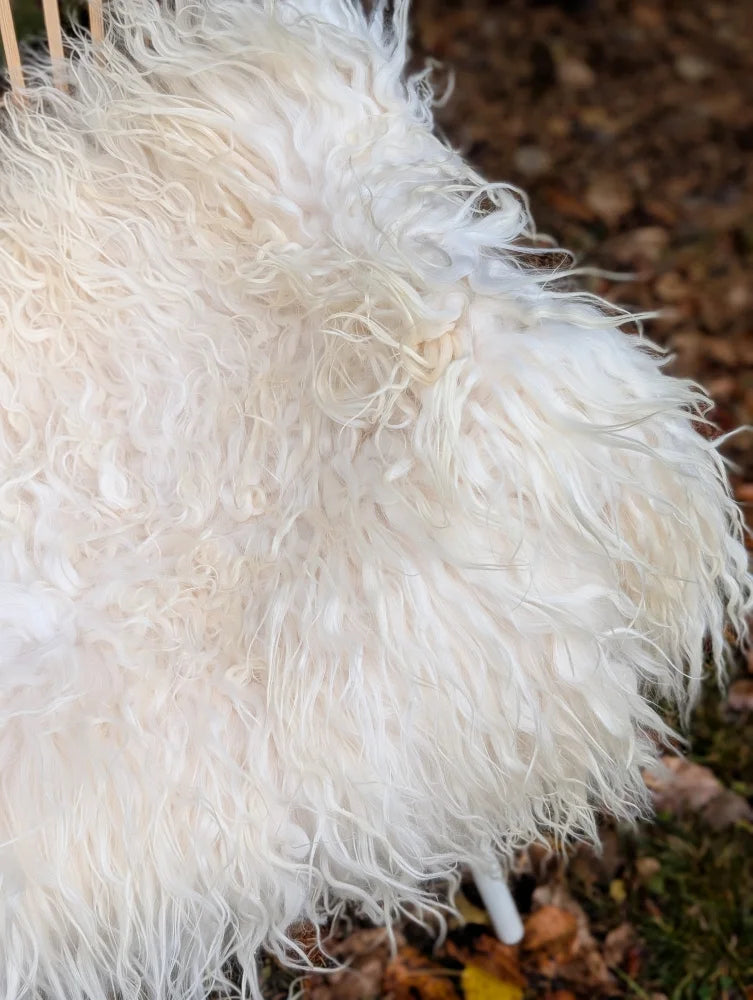 A plush natural white icelandic sheepskin rug with long wool and soft curly fibers for cozy decor