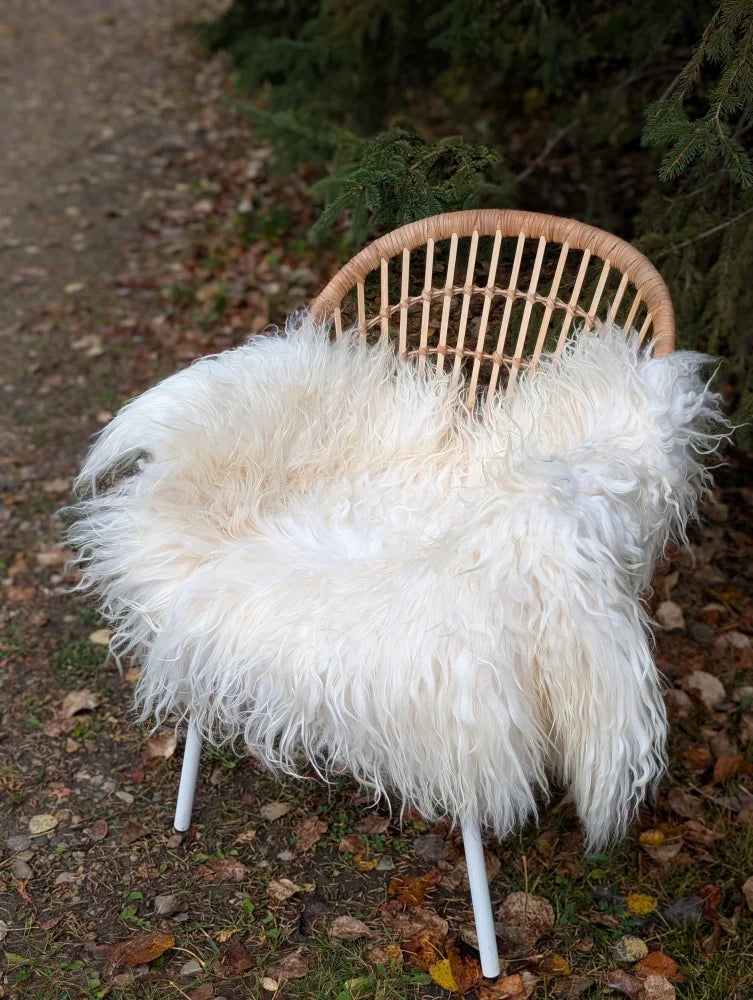 A cozy natural white icelandic sheepskin throw with long wool draped over a woven rattan chair with white legs