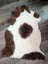 A plush grade a- sheepskin rug with a natural white and brown highland spotted cow-print pattern