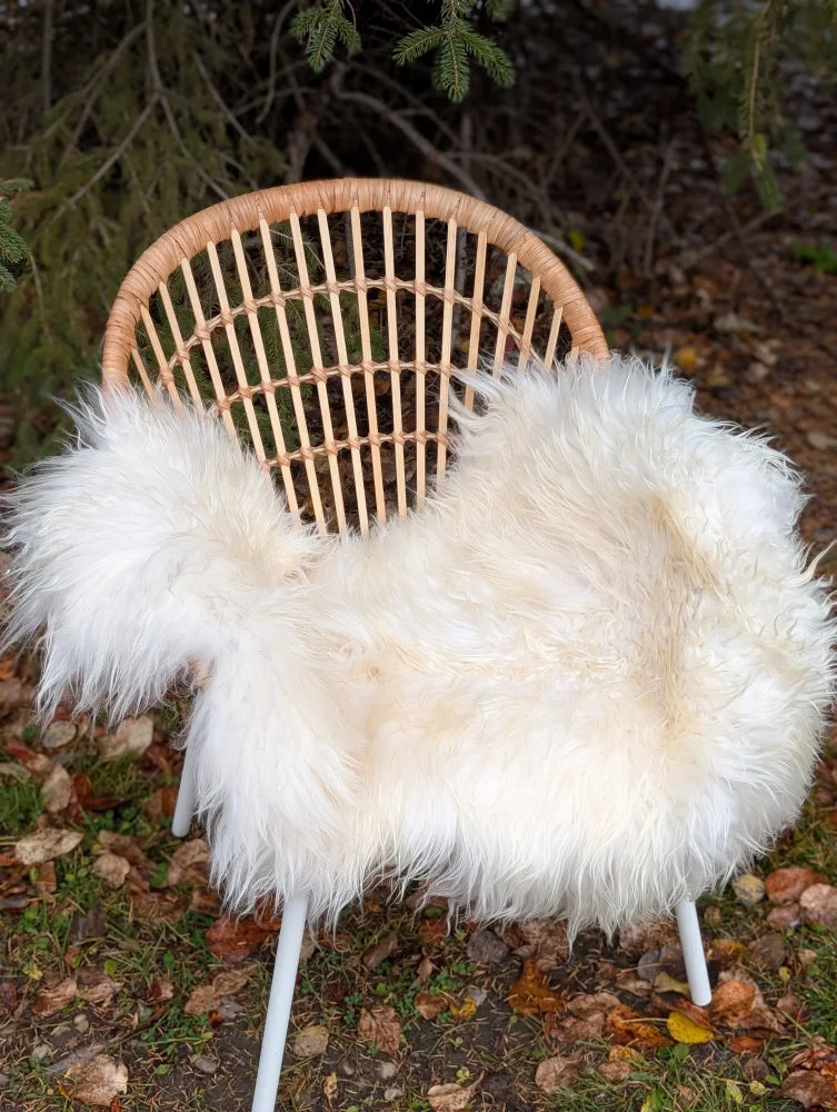 Large long wool natural white icelandic sheepskin throw draped over a woven wicker chair for cozy decor