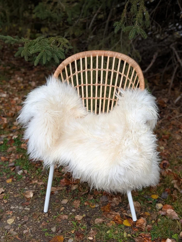 A cozy natural white icelandic sheepskin with long wool draped over a woven wicker chair with metal legs
