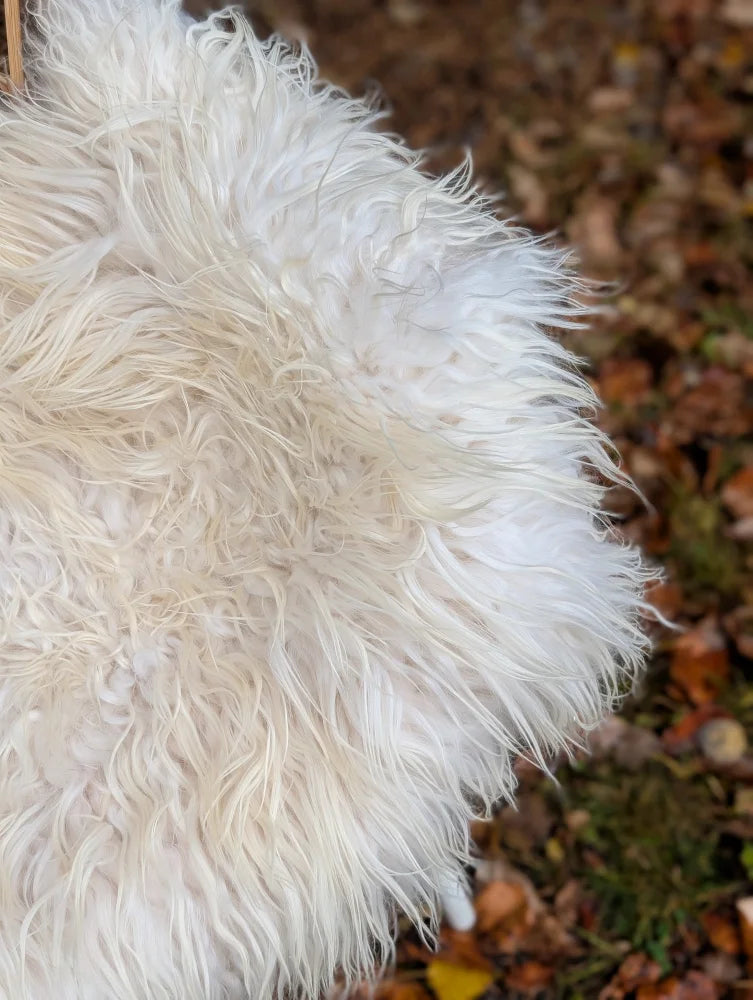 A large natural white icelandic sheepskin rug with long wool and a soft shaggy texture perfect for cozy spaces