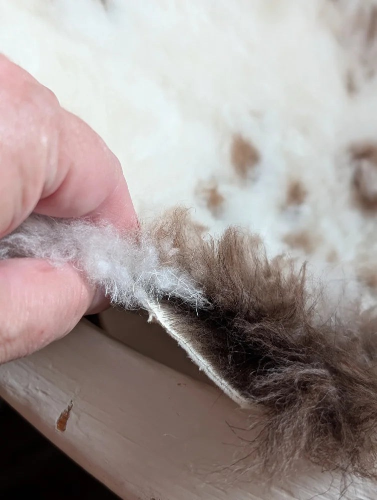 A hand holds a fluffy two-toned white and brown highland spotted grade a sheepskin sample