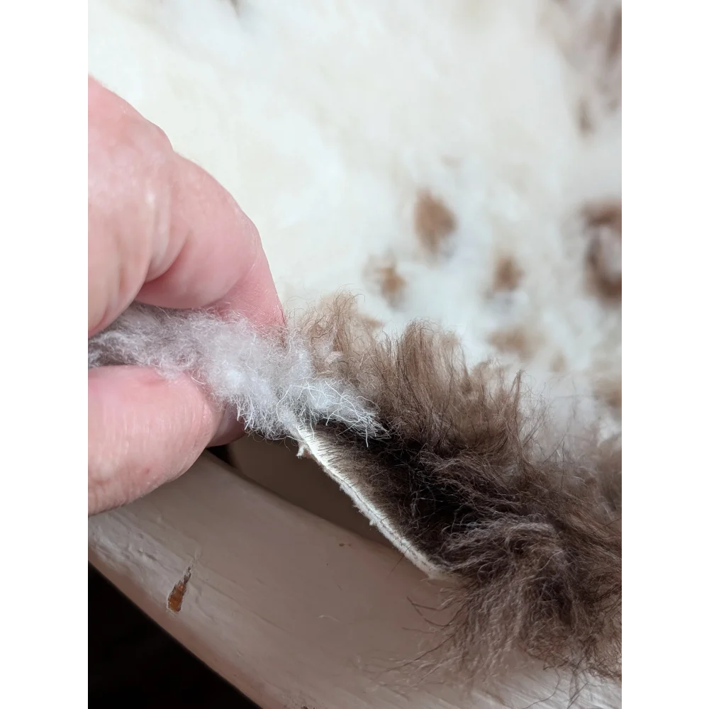 A hand holds a fluffy two-toned white and brown highland spotted grade a sheepskin sample