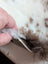 A hand holds a fluffy two-toned white and brown highland spotted grade a sheepskin sample