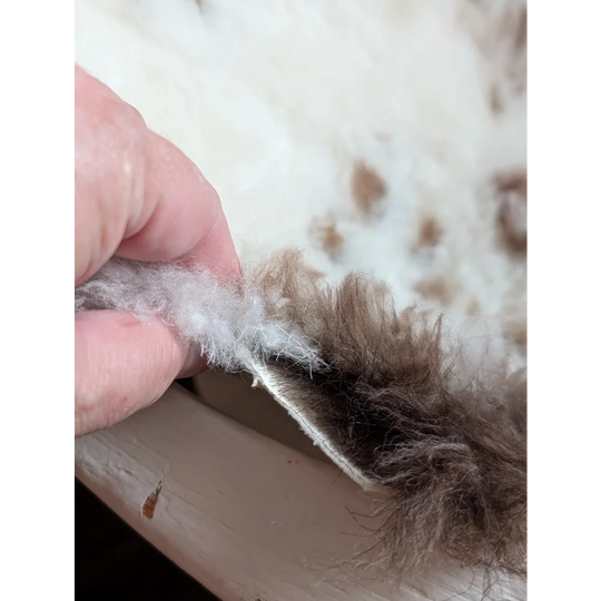 A hand holds a fluffy two-toned white and brown highland spotted grade a sheepskin sample