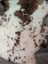 A plush grade a- sheepskin rug with a soft white base and brown patches from the highland spotted collection