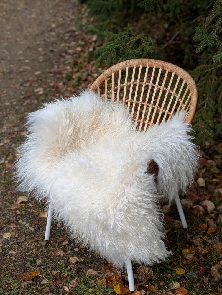 Large long wool natural white icelandic sheepskin throw draped over woven rattan chair with white metal legs
