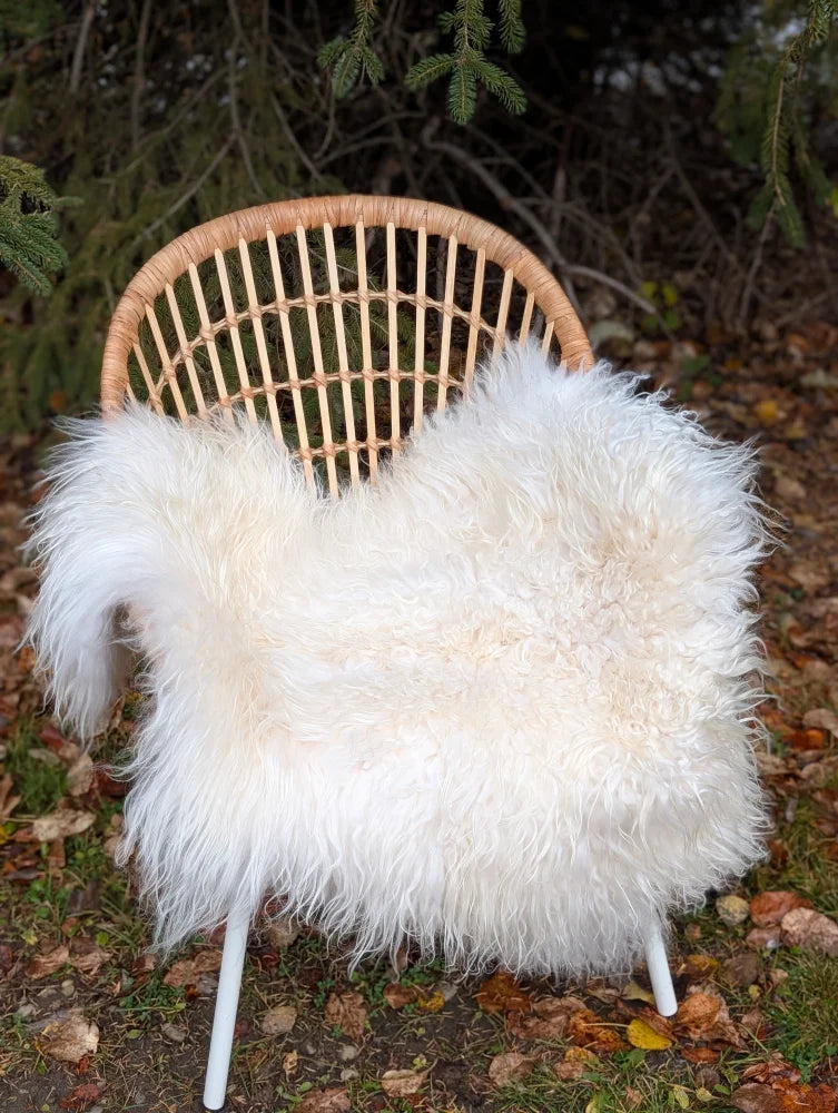 A large long wool natural white icelandic sheepskin draped over a woven wicker chair with slender white legs