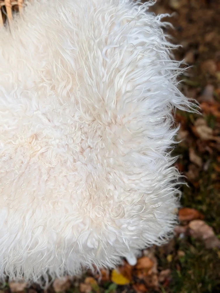 A plush natural white icelandic sheepskin throw with long wool perfect for cozy home decor or layering