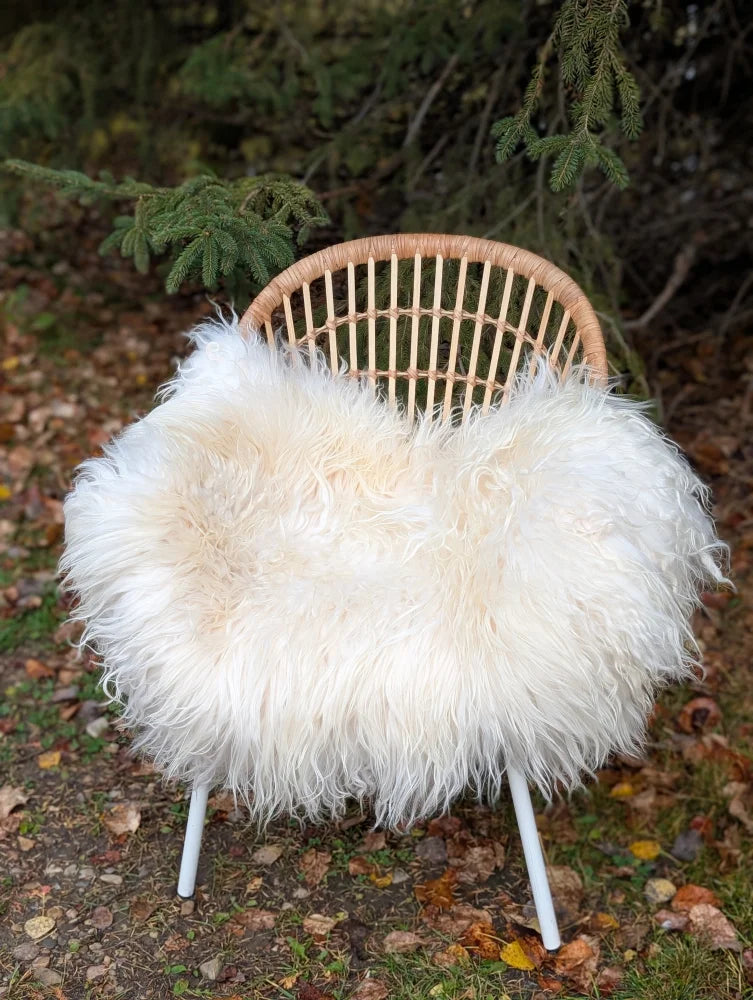 A cozy natural white icelandic sheepskin with long wool draped over a rattan chair with metal legs