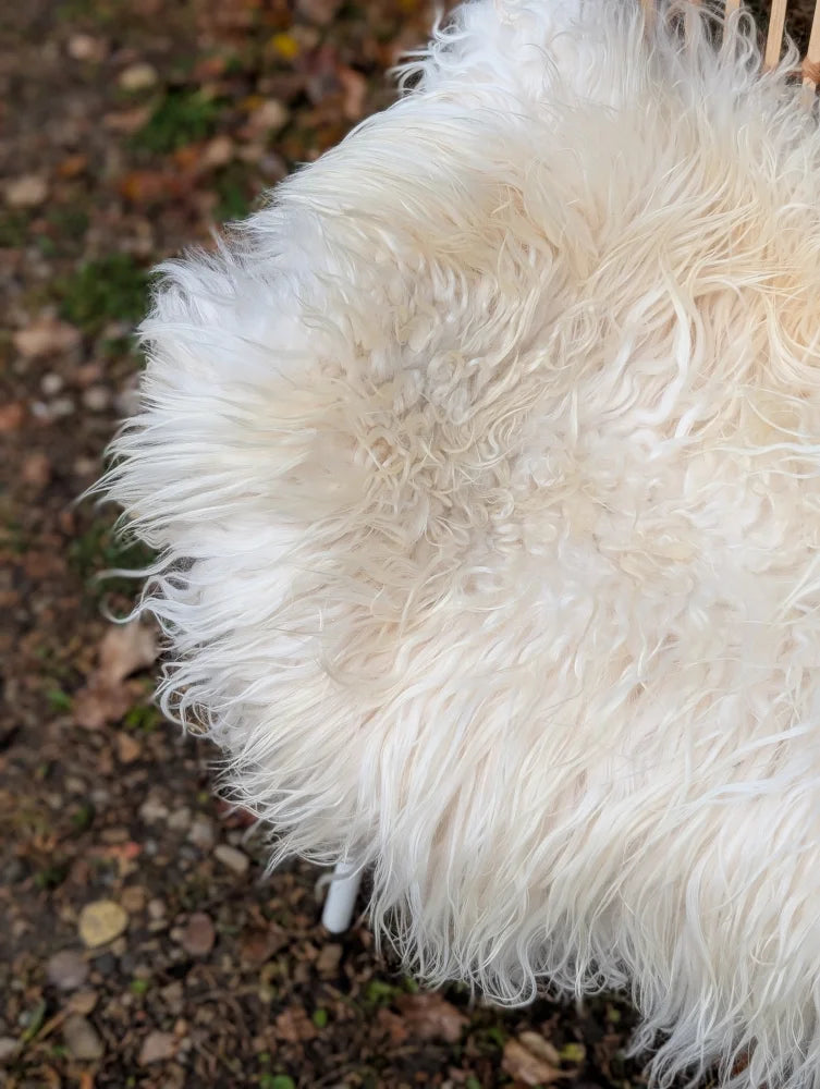A plush natural white icelandic sheepskin rug with long wool and curly fibers perfect for cozy decor