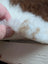 White fluffy cotton stuffing with light brown stains on the back of a grade a- tibet highland spotted sheepskin