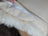 Natural white merino sheepskin cushion cover with fur-lined jacket texture