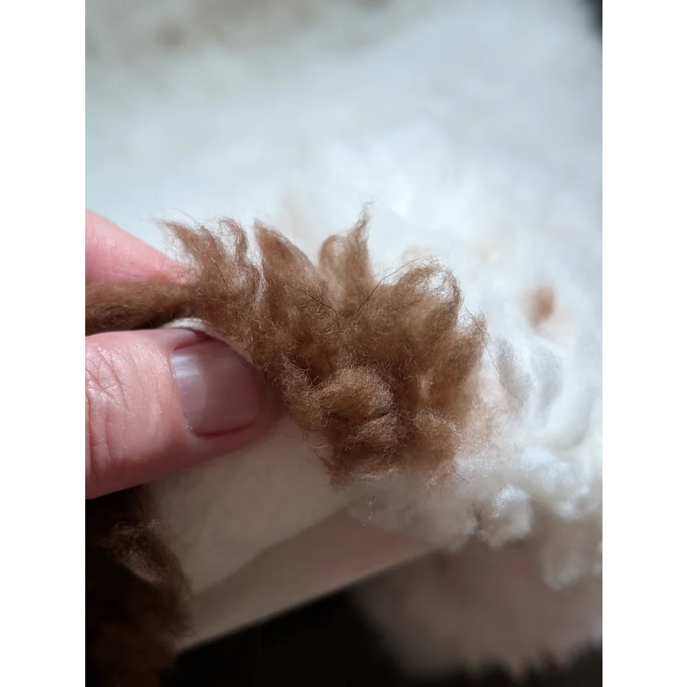 A fluffy light brown tibet highland spotted grade a- sheepskin woolly tuft held between fingers on soft white background