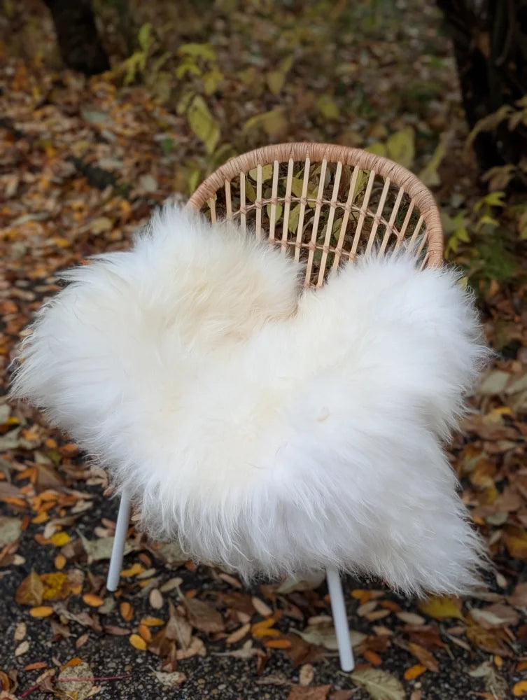 White fluffy icelandic sheepskin throw with long wool draped over a wicker chair in natural white color