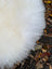 A plush large long wool natural white icelandic sheepskin with soft dense fur texture perfect for cozy use