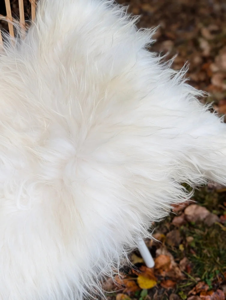 A plush natural white icelandic sheepskin throw with large long wool fibers and a soft uneven texture