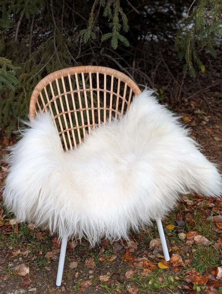 White fluffy natural white icelandic sheepskin long wool chair cover draped over wicker chair with white metal legs