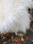 A plush natural white icelandic sheepskin cushion with long wool and soft voluminous texture