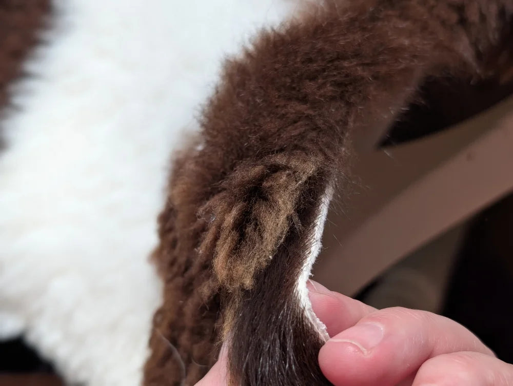 A close-up of a hand holding thick fluffy brown fur trim on a grade a- highland spotted sheepskin coat edge