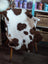 A plush brown and white highland spotted grade a- sheepskin rug draped over a white wooden chair