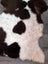 A plush grade b sheepskin rug featuring a highland spotted natural white and dark brown cowhide pattern