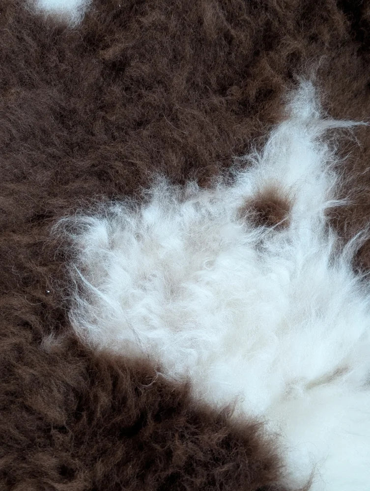 A plush tibet highland spotted grade a- sheepskin rug with rich brown base and soft white patches