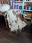 A cozy white and brown tibet highland spotted grade a- sheepskin rug draped over a vintage wooden chair