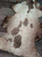 A plush grade a- sheepskin rug with soft white and brown fur in a natural tibet highland spotted pattern