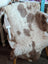 A plush cream and brown tibet highland spotted grade a- sheepskin rug draped over a white wooden chair